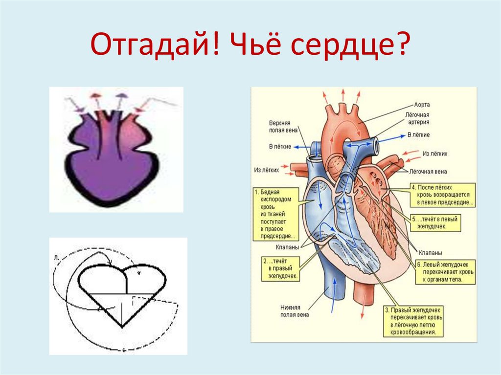 Легочная артерия сердца рисунок