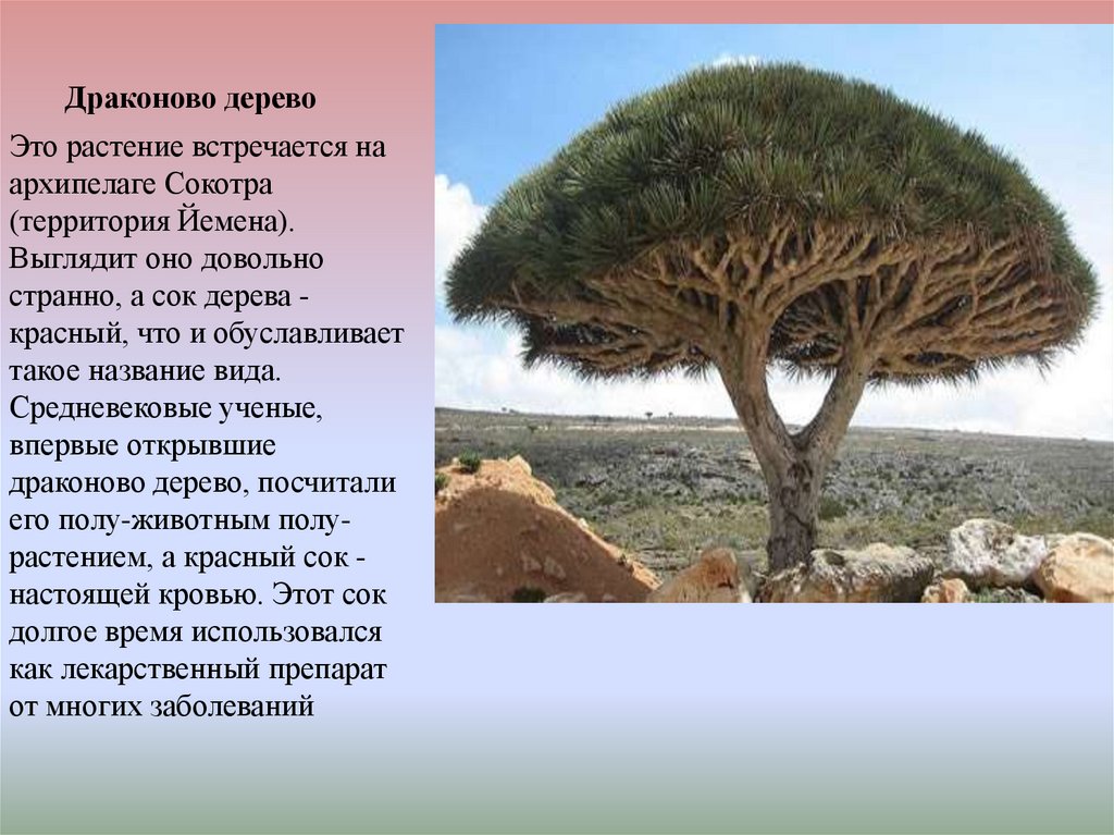 Сообщение про самое. Эндемики Южной Америки Драконово дерево. Драконово дерево в Африке. Информация про необычное дерево. Сообщение про Драконово дерево.