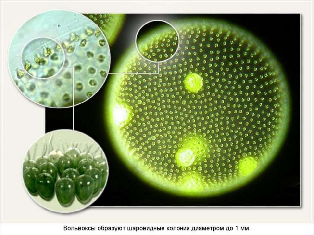 Колониальные организмы презентация 10 класс