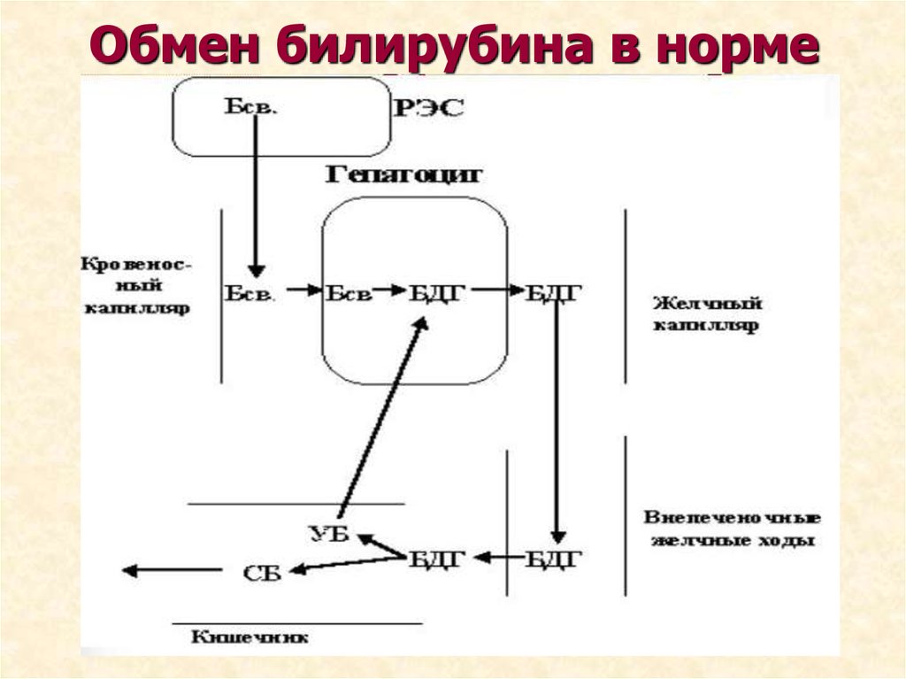 Схема обмена билирубина пропедевтика