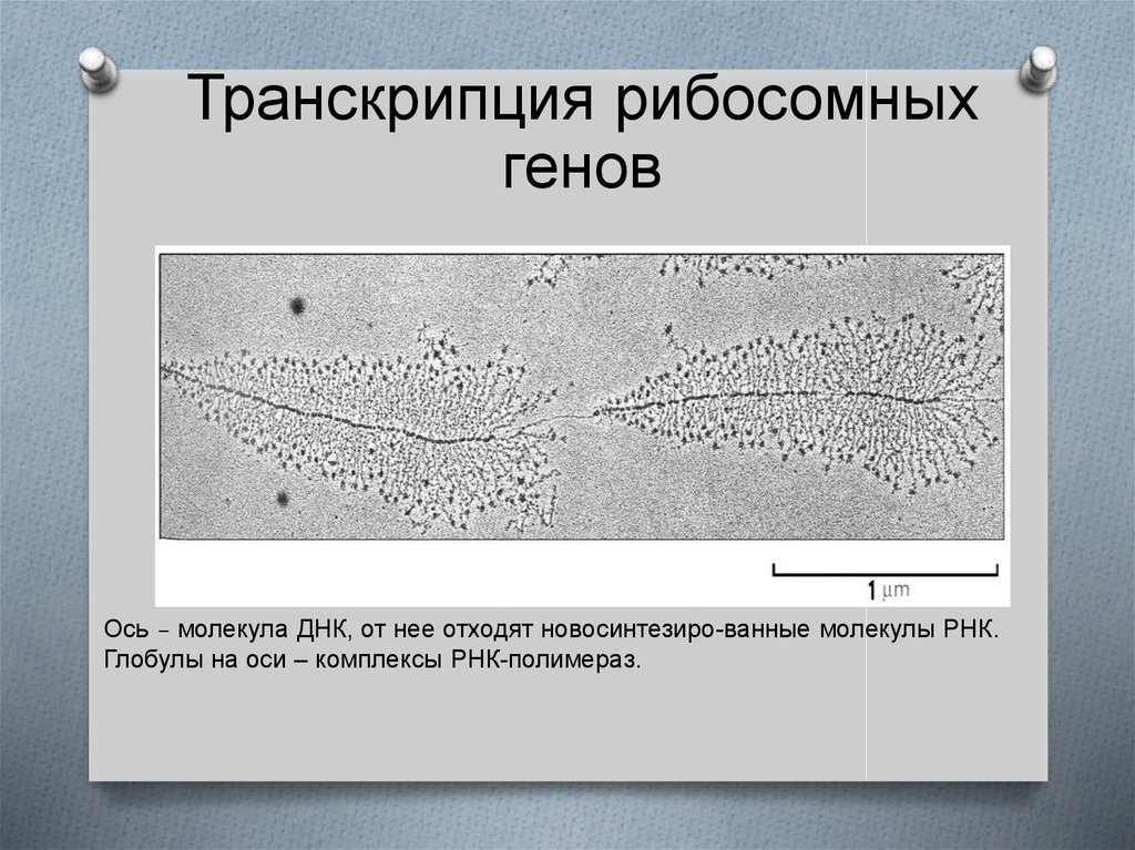 Исчезновение ядерной мембраны