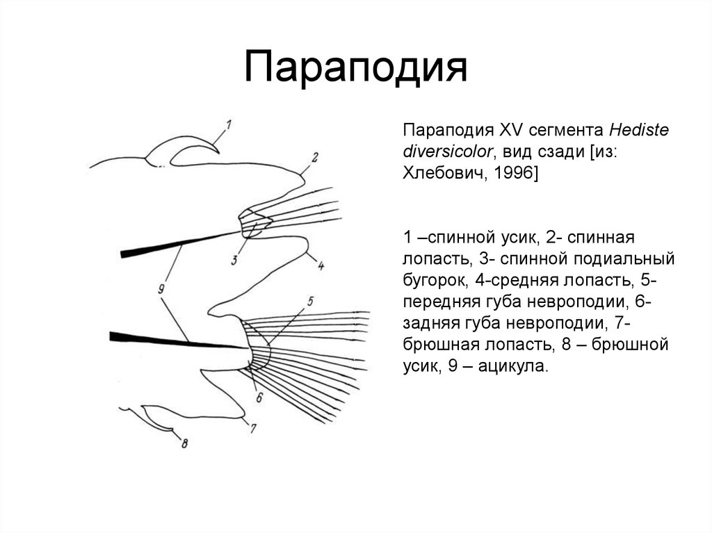 Параподия нереиды рисунок