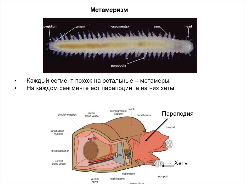 Параподии. Строение беспозвоночных. Параподии кольчатых червей. Есть параподии. Парные выросты на каждом сегменте – параподии.