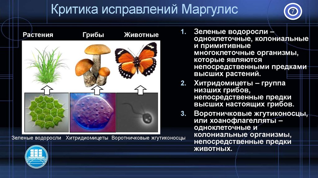 Назовите основные уровни организмов многоклеточного организма. Одноклеточные колониальные и многоклеточные организмы таблица. К растениям относятся многоклеточные и одноклеточные организмы. Чем отличается колониальный организм от многоклеточного. Эволюционная система Маргулис.