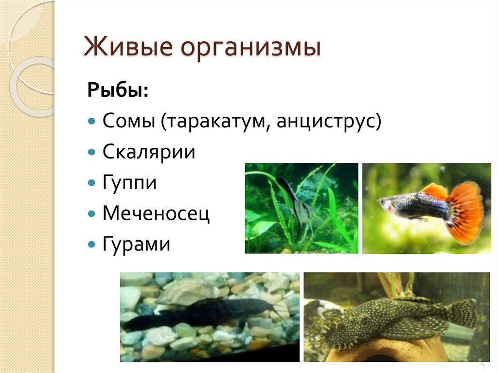 Рыба какой организм
