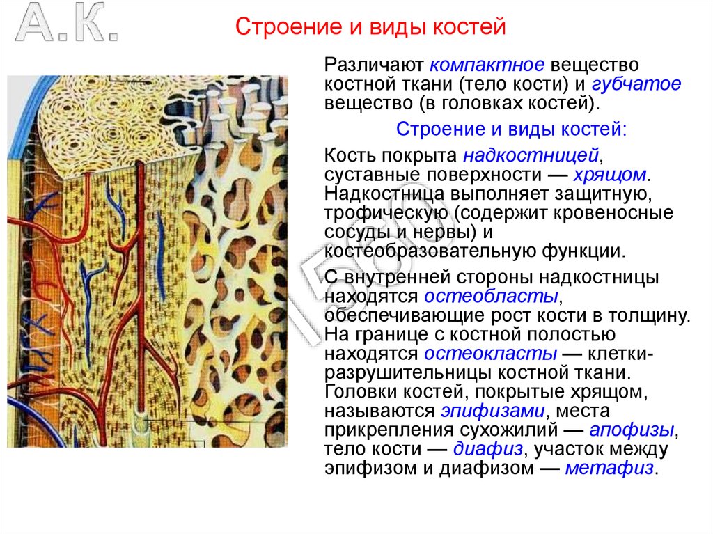 Скелетные ткани презентация