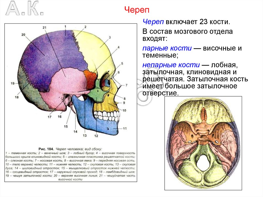 Двигательная моторная единица это