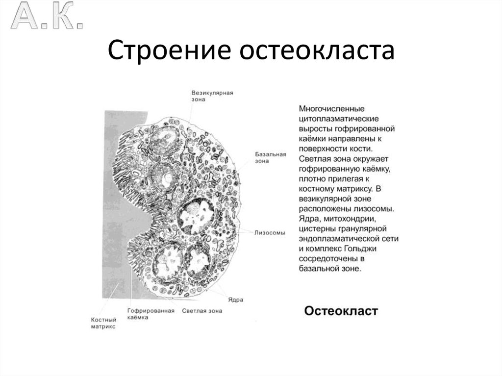 Схема строение остеокласта