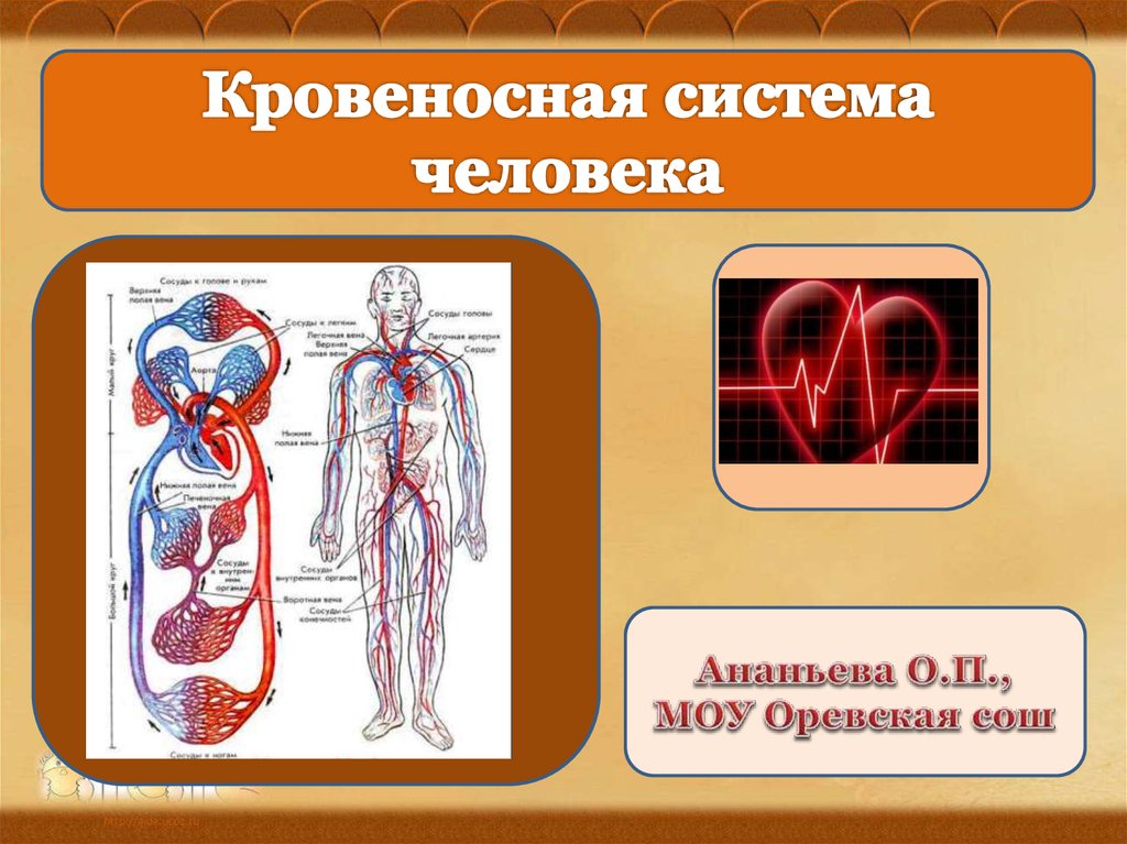 Кровеносная система человека доставляет лекарственные впр. Кровеносная система человека. Кровеносная система че. Кровеноснаямсистема человека. Кровеносносная система.