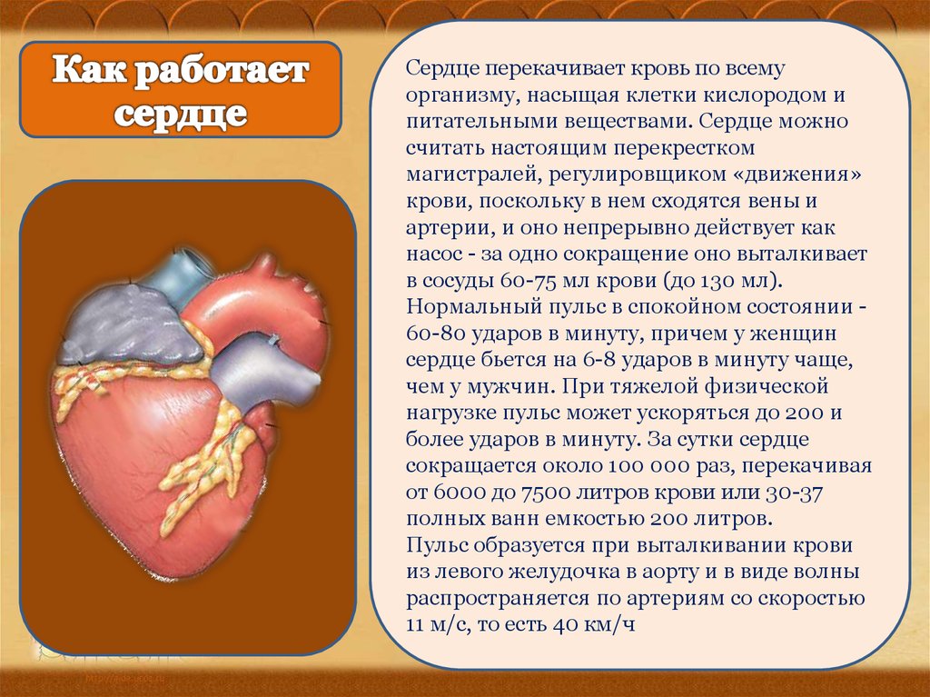 Срок службы сердца. Как функционирует сердце. Сердце в организме. Сердце орган человека сообщение.