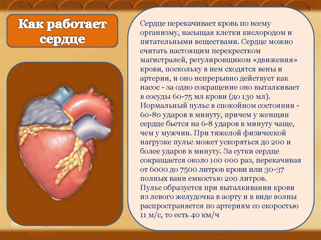 Сердечный удар. Сердце перекачивает кровь. Как работает сердце человека. Сердце в человеческом организме.