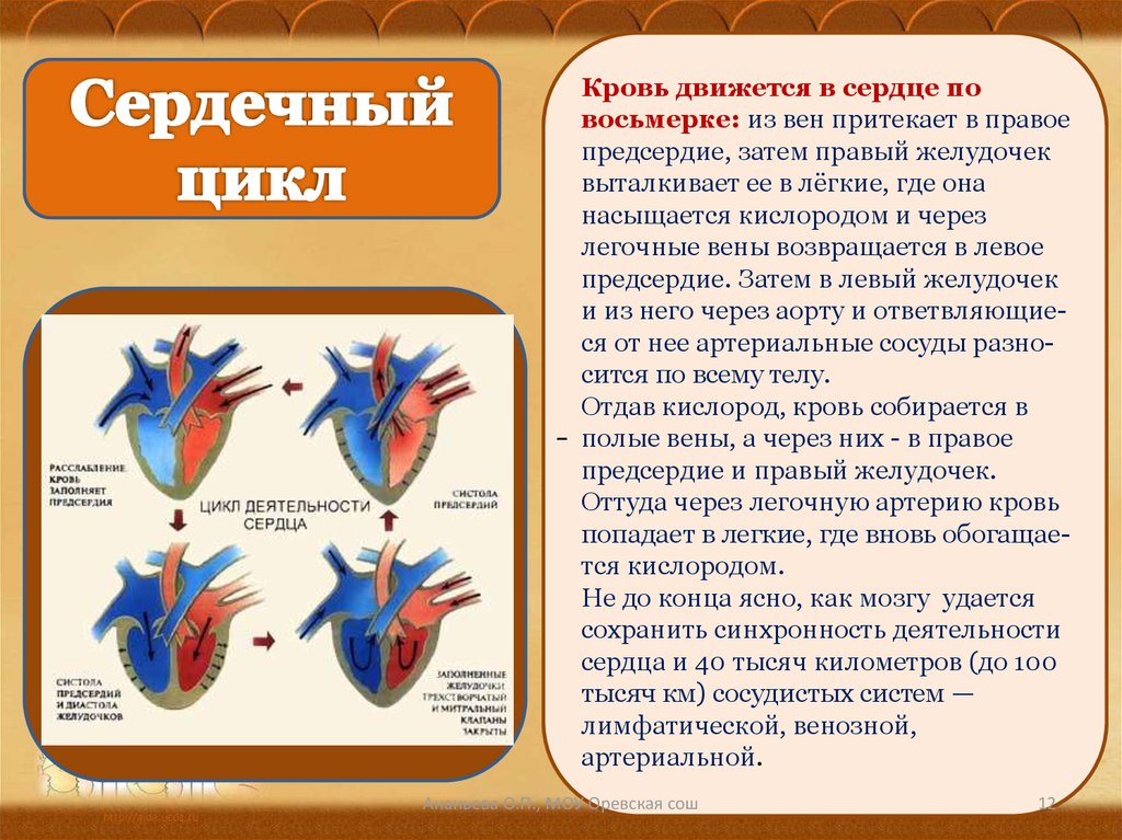 Какая кровь содержится в левой части сердца. Сердце человека венозная и артериальная кровь. Строение сердца движение крови. Поступление крови в сердце. В сердце поступает венозная кровь.