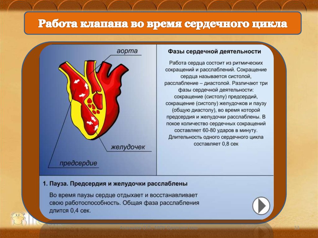 Сердечный каков. Фаза общего расслабления сердца. Три фазы сердечной деятельности. Работа сердечных клапанов во время сердечного цикла. Клапаны сердца в фазе общего расслабления.