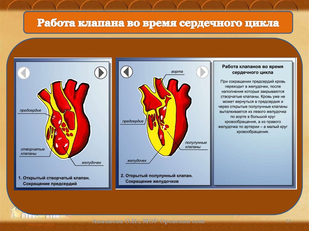 Створчатые клапаны. Работа клапанов во время сердечного цикла. Систола предсердий створчатые клапаны. Клапаны в кровеносной системе человека. Сердечный цикл время.