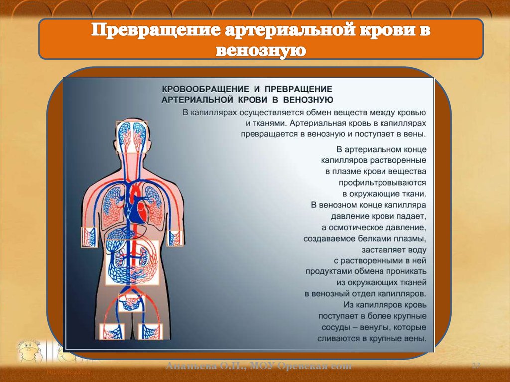 Венозная кровь наблюдается в