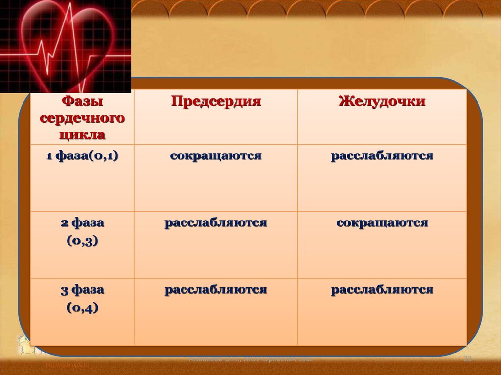 Фазы сердечного цикла. 1 Фаза сердечного цикла. Фазы сердечного цикла таблица. Таблица фазы предсердия желудочки. Фазы сердечного цикла предсердий.