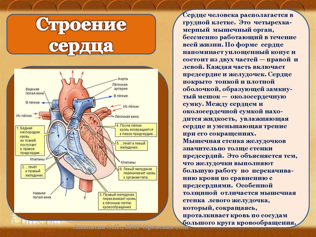 Какая кровь содержится в левой части сердца. Строение сердца человека. Сердце главный орган кровеносной системы. Правый желудочек кровь.