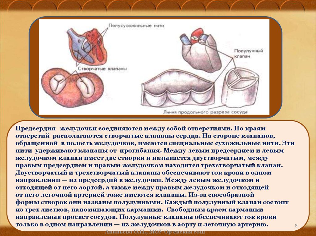 Между предсердиями и желудочками находятся. Предсердие и желудочки соединяются между собой. Клапан между левым предсердием и желудочком. Предсердие и желудочки соединяются между собой отверстиями по краям. Клапаны между предсердиями и желудочками.