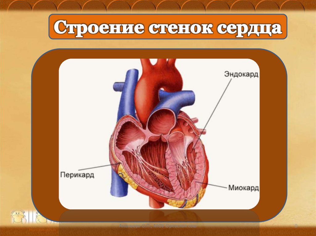 Строение сердца перикард миокард. Сердце перикард миокард эндокард. Стенки сердца анатомия. Эндокард анатомия.