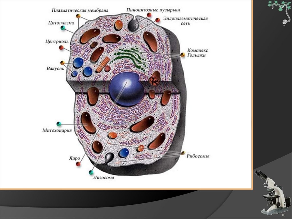Мембраны клеток эукариот. Строение плазматической мембраны эукариотической клетки. Плазматическая мембрана у клеток эукариот. Строение клеток эукариот плазматическая мембрана. Плазматическая мембрана эукариот строение.