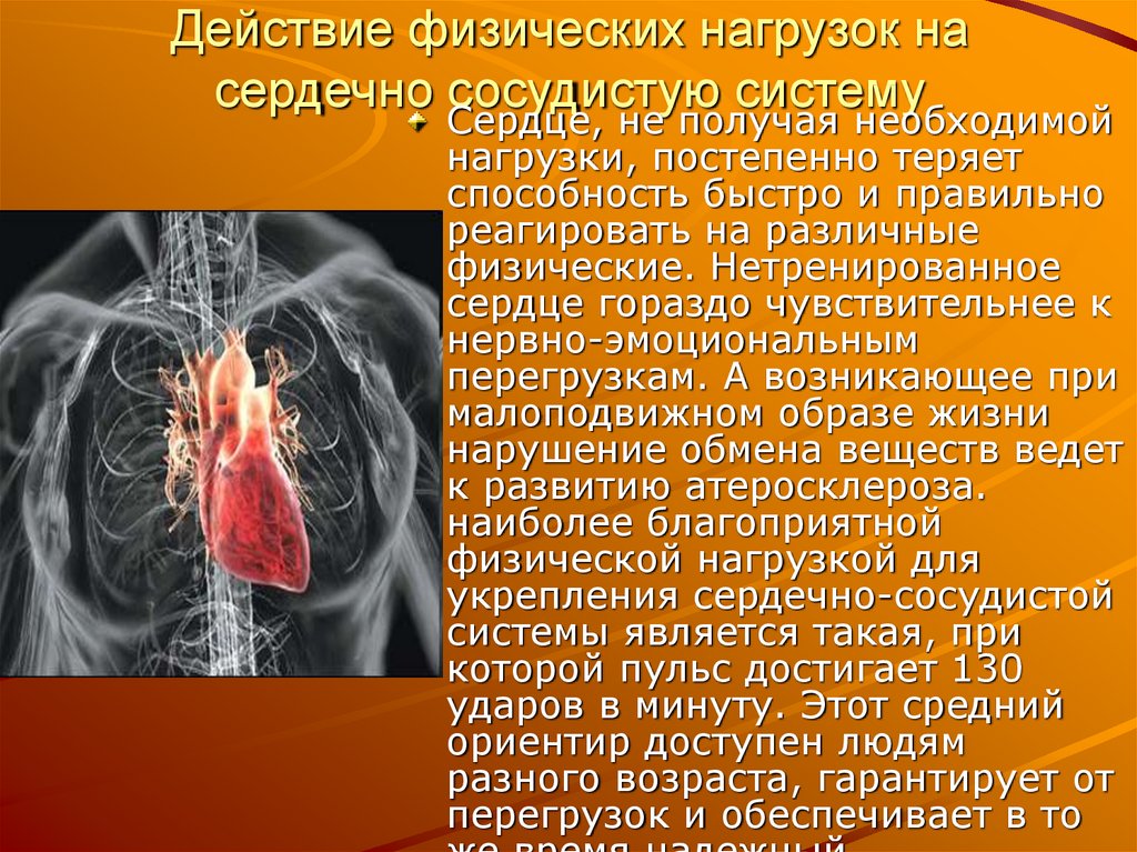 Презентация влияние физических нагрузок на организм человека