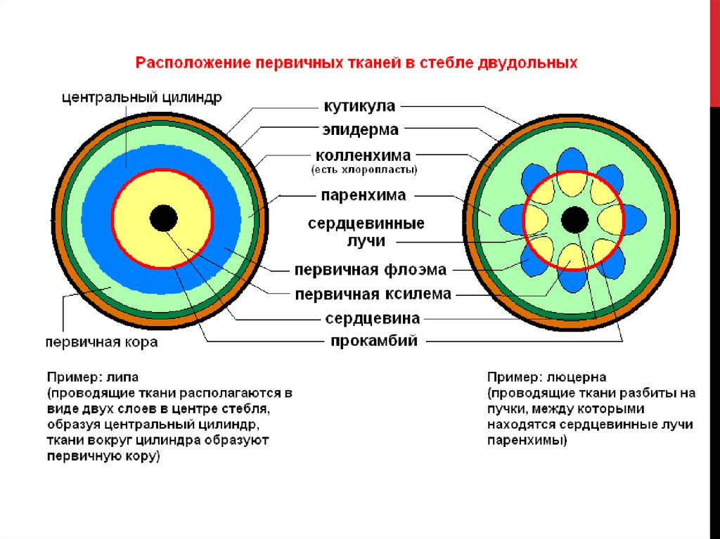 Первичная ткань. Первичное строение стебля однодольных. Первичное строение стебля двудольных растений. Первичное строение стебля травянистого двудольного. Анатомическое строение стебля двудольного травянистого растения.