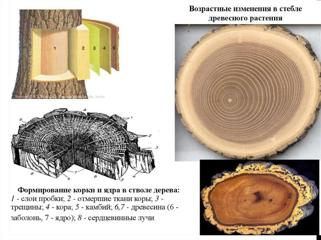 Название наружной части ствола дерева. Камбий древесного растения. Спил дерева строение биология. Поперечный срез ствола стебля.