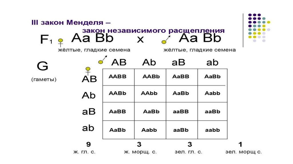 Возможные варианты гамет у особи аавв. Схема ААВВ иллюстрирует скрещивание. AABB AABB скрещивание. Схема AABB AABB иллюстрирует. ААВВ Х ААВВ.