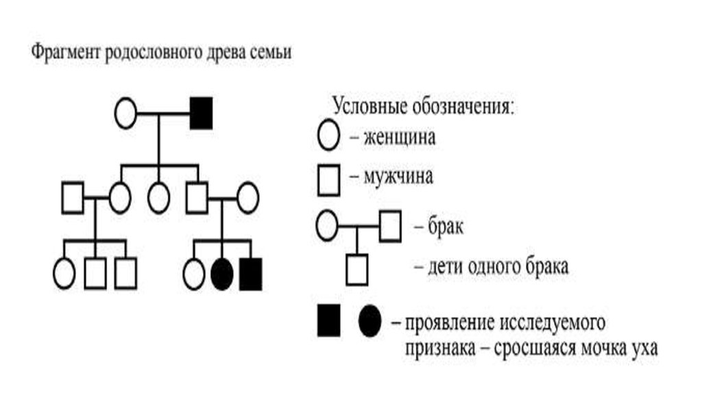 Условные обозначения в генеалогическом древе. Генеалогическое Древо условные обозначения. Генеалогическое дерево обозначение. Условные обозначения генеалогического дерева. Родословная семьи условные обозначения.