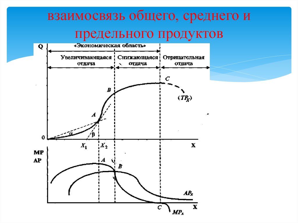 Кривые продукта. Взаимосвязь общего и предельного продукта. Кривые общего среднего и предельного продукта. Взаимосвязь общего, среднего и предельного продуктов. Взаимосвязь совокупного среднего и предельного продукта.