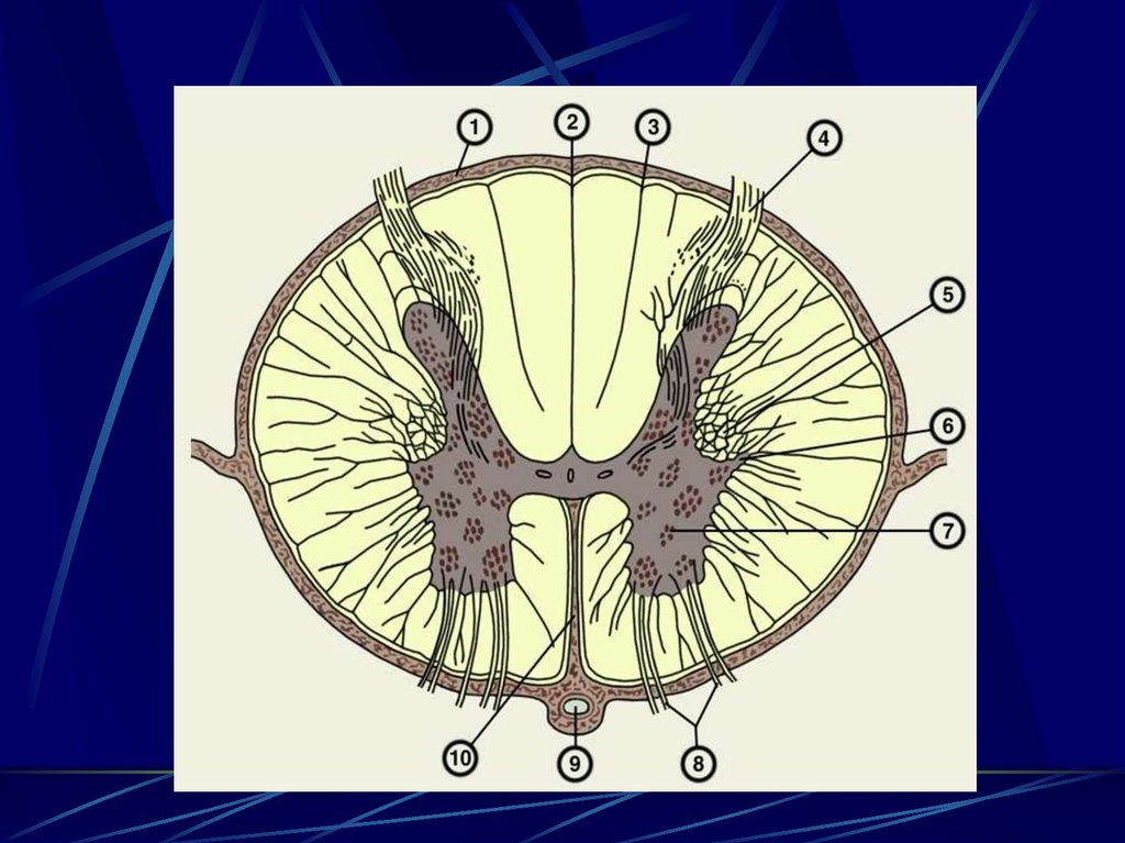 Строение сегмента спинного мозга рисунок с обозначениями