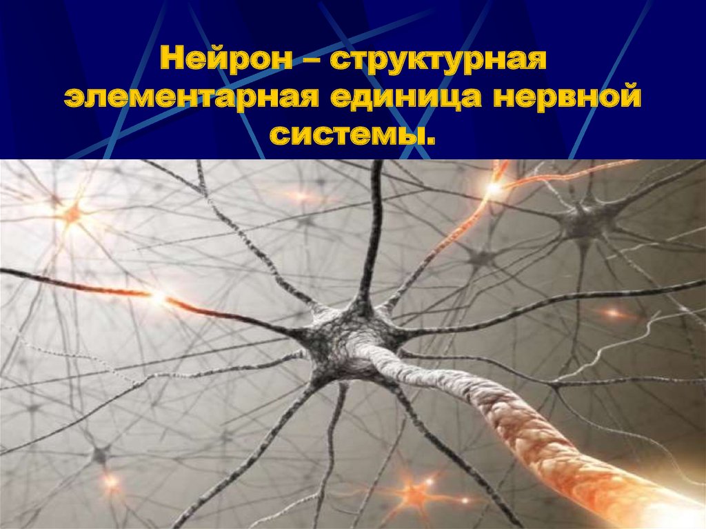 Биология нервные клетки. Нервная система Нейрон. Нейрон структурная и функциональная единица нервной системы. Нервная клетка Нейрон. Нейроны центральной нервной системы.