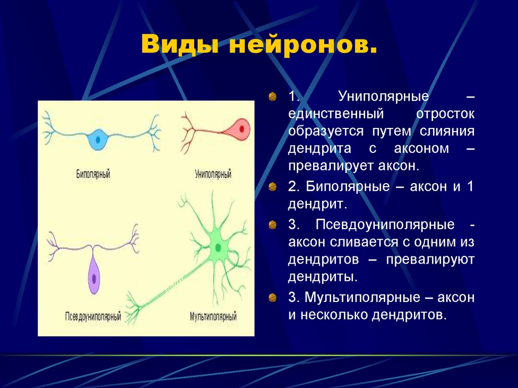 Примеры нервных клеток. Виды нейронов. Виды нервных клеток. Типы нервных клеток и их функции.
