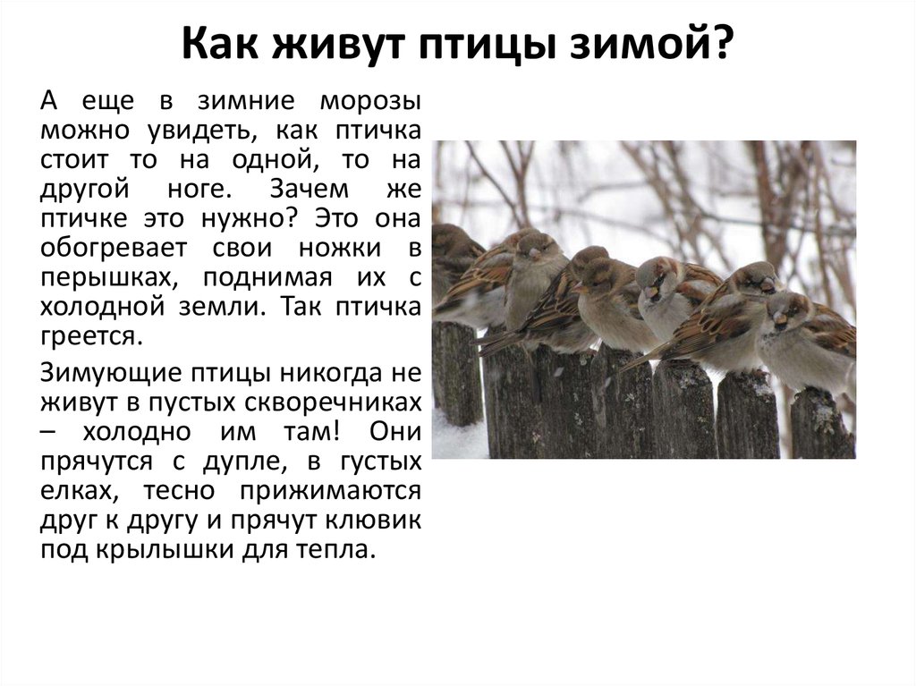 Как живут птицы зимой?