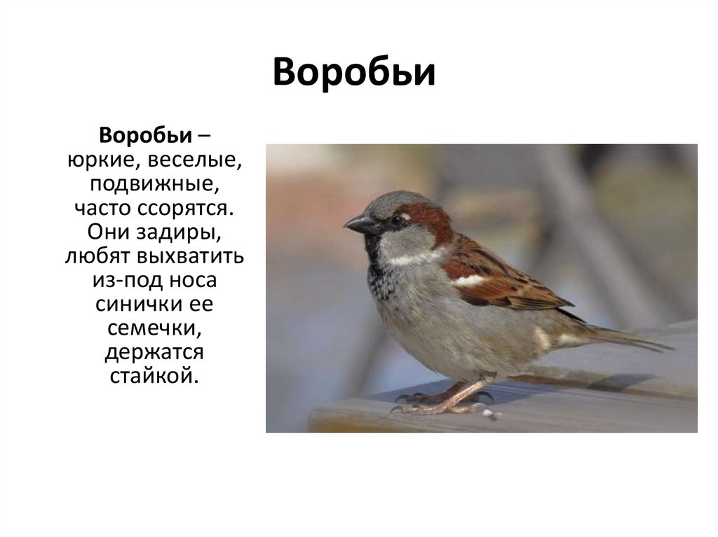 Стишки про воробьев. Загадка про воробья. Коротко о Воробье детям. Воробей для детей. Стих Воробей.