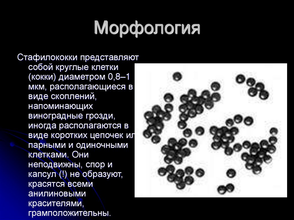 В виде виноградных гроздей располагаются. Золотистый стафилококк морфология. Staphylococcus aureus морфология. Стафилококк ауреус морфология. Стафилококки микробиология морфология.