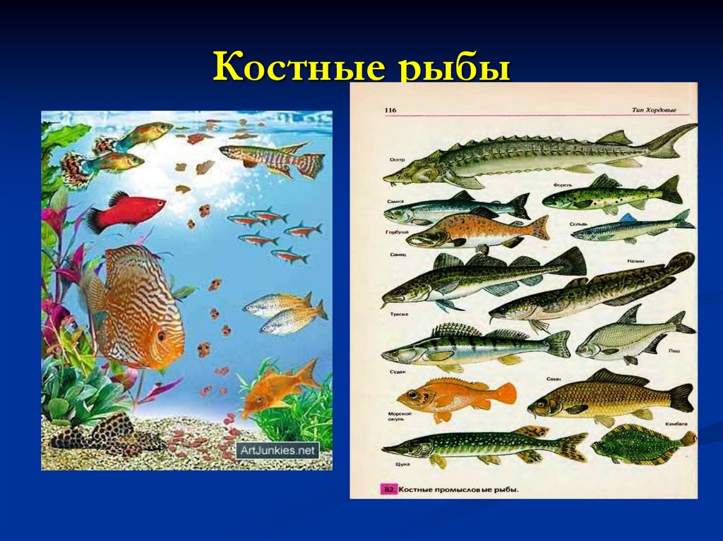 3 примера костных рыб. Класс костистые рыбы представители. Лучепёрые рыбы костистые костные. Многообразие костных рыб. Видовое разнообразие рыб.
