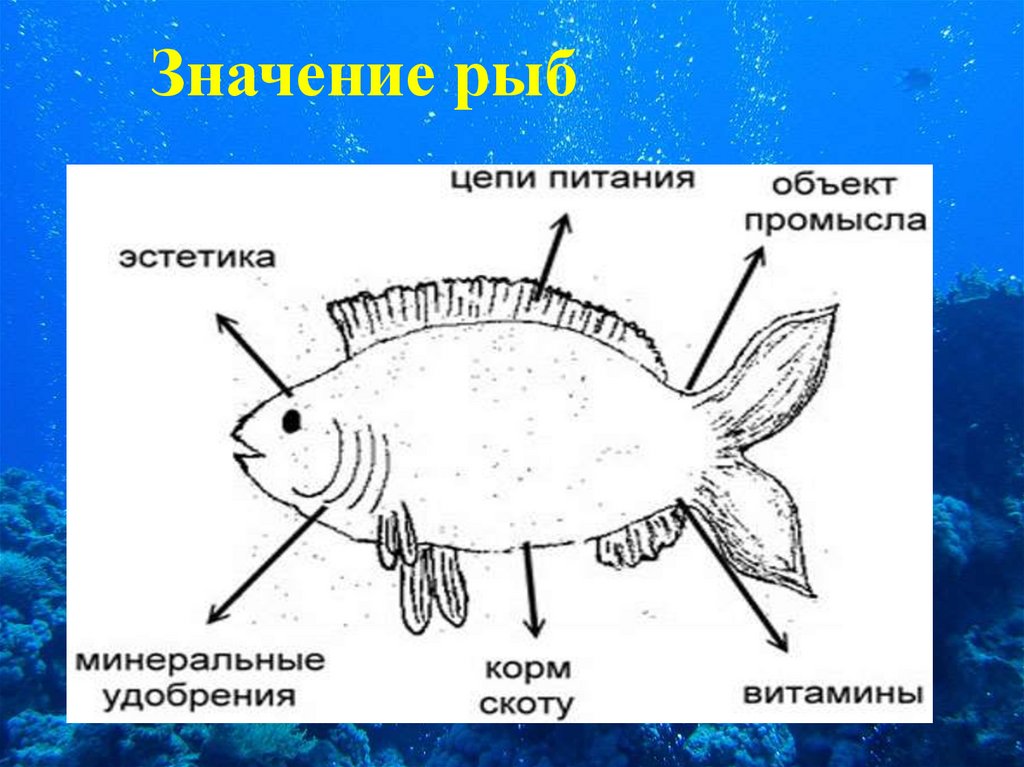 Рыбы условия жизни. Многообразие рыб в природе. Многообразие и значение рыб. Рыбы биология многообразие. Многообразие рыб презентация.