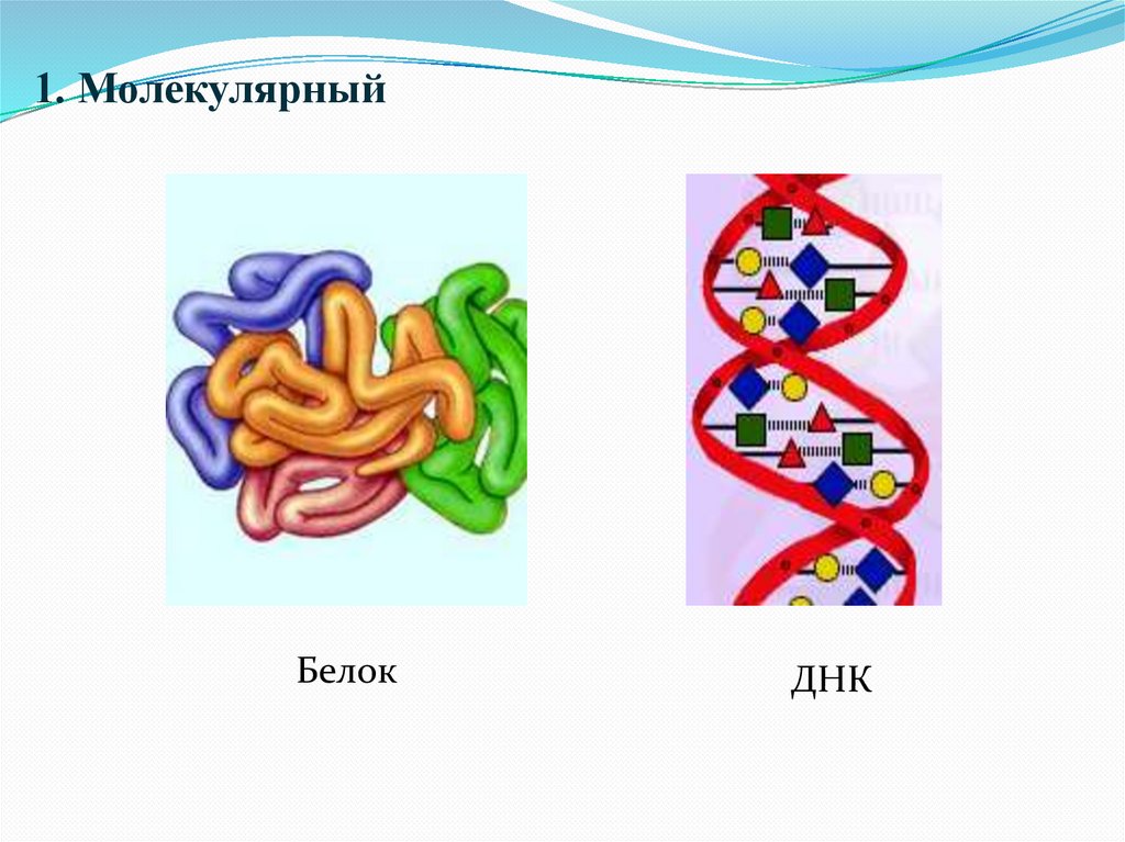 Молекулярный уровень организации жизни схема
