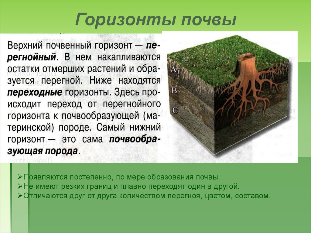 География 6 класс тема почва. Сообщение на тему почва. Доклад про почву. Процесс образования почвы. Короткое сообщение о почве.