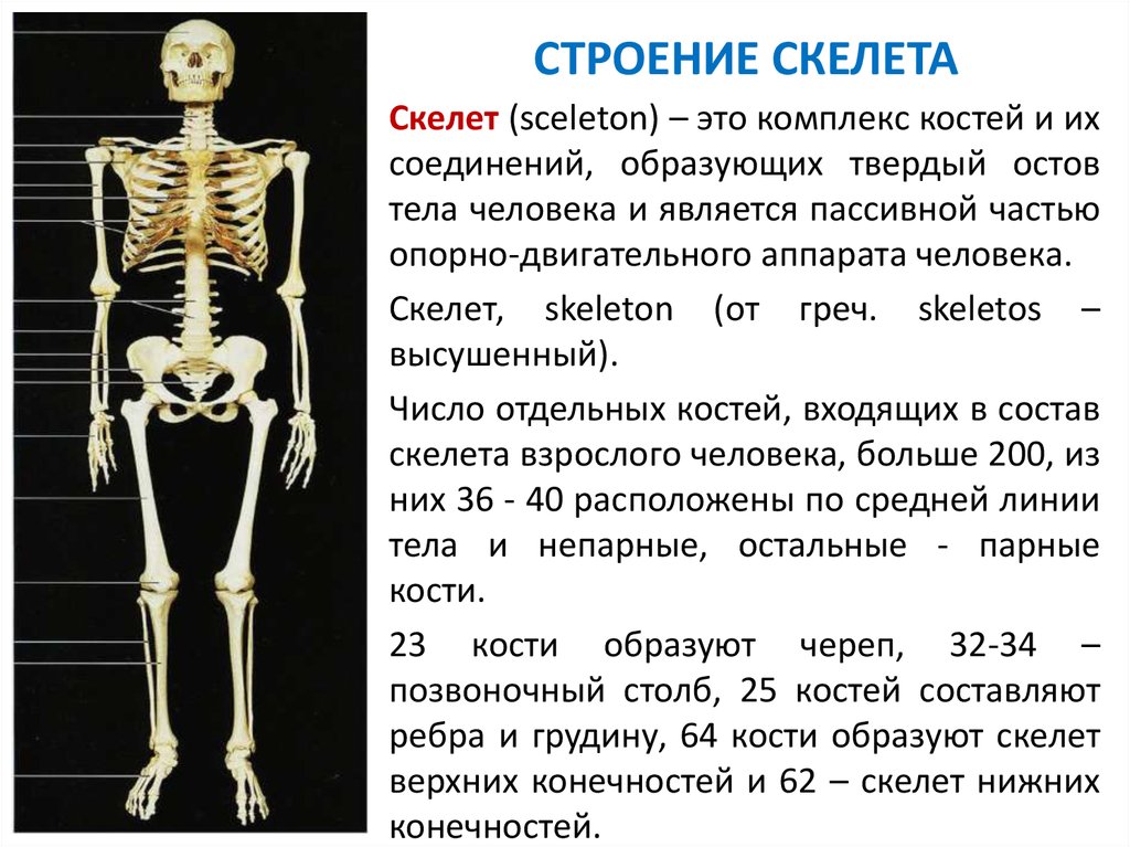 Какой отдел скелета образует кости. Скелет строение состав. Строение костей, строение скелета.. Скелет человека кратко. Общий план строения скелета.