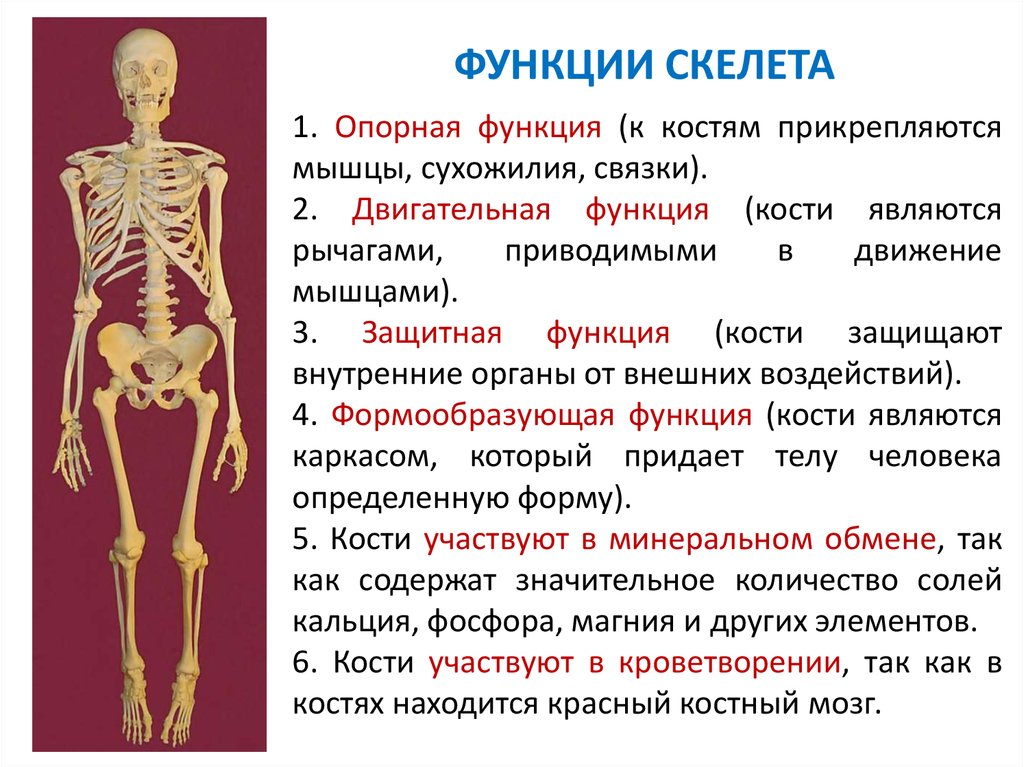 Особенности формы скелета. Опорно двигательная система скелет человека анатомия. Основная функция скелета. Функции скелета 8 класс биология. Опорно двигательная функция скелета.