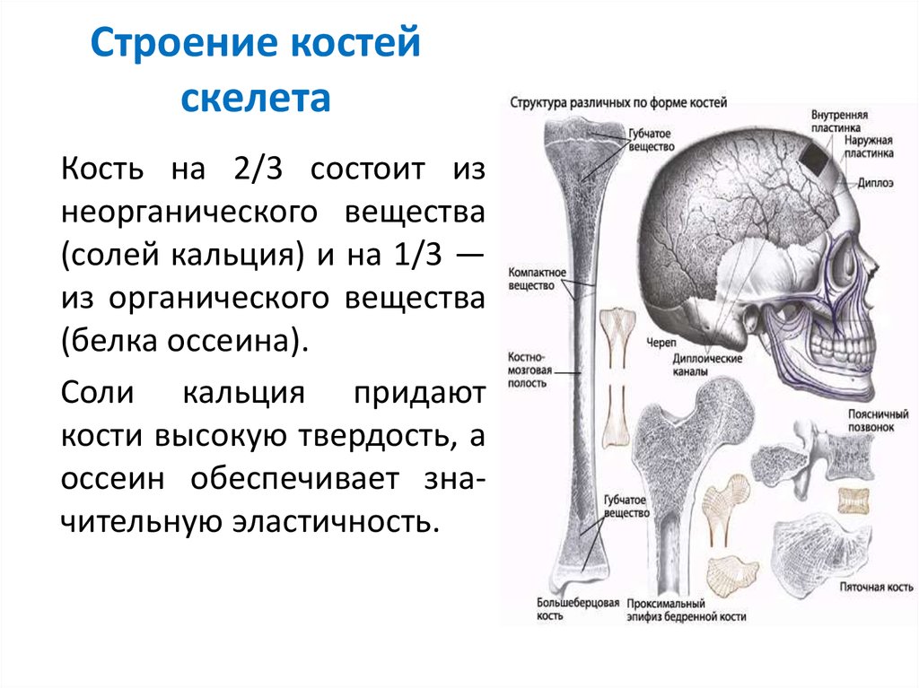 Питание кости обеспечивает. Строение кости. Строение кости человека. Строение костей анатомия. Строение трубчатой кости.