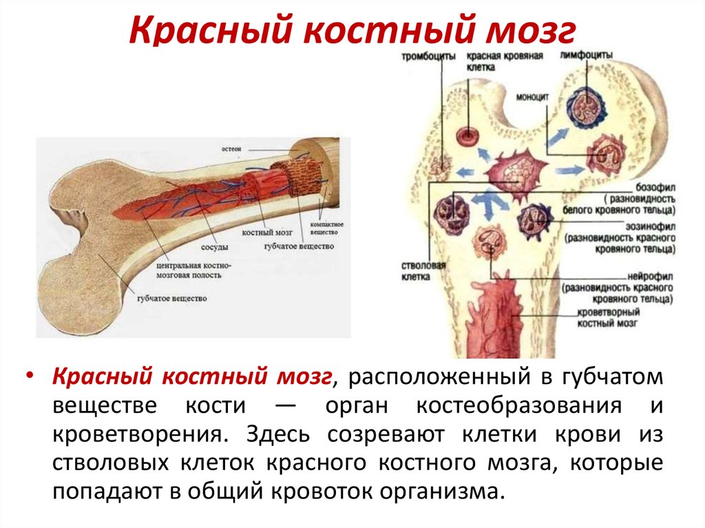 Функции костного мозга в трубчатой кости. Красный костный мозг функции расположение. Строение красного костного мозга анатомия. Анатомия человека красный костный мозг. Как выглядит костный мозг у человека.