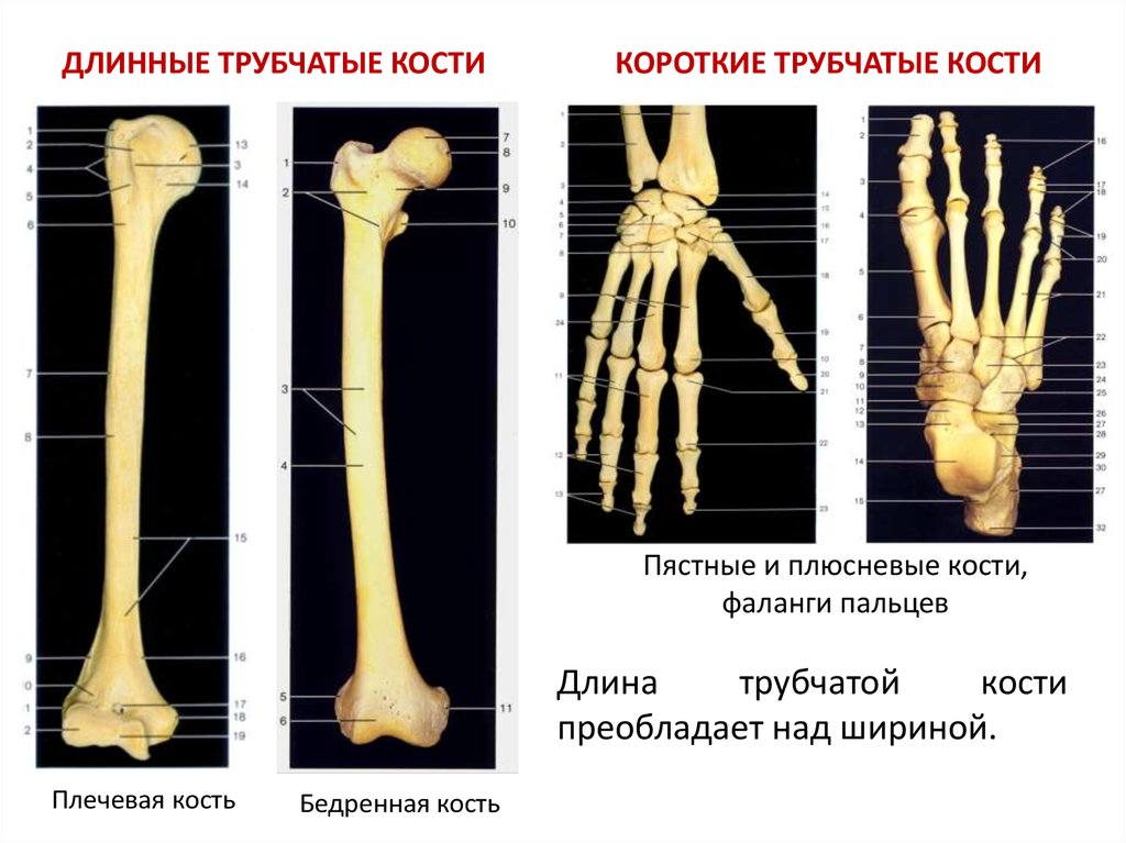 Удлиненная кость. Трубчатые и губчатые кости. Кости трубчатые губчатые плоские смешанные. Трубчатая кость. Длинные трубчатые кости.