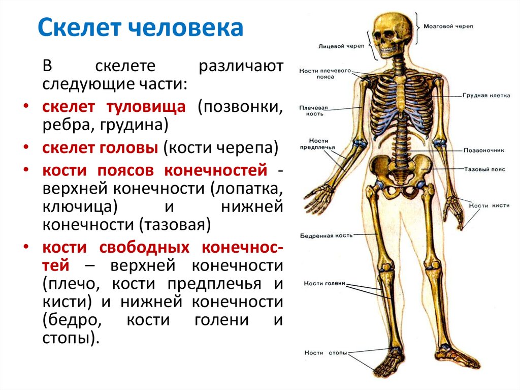 Сколько костей имеет
