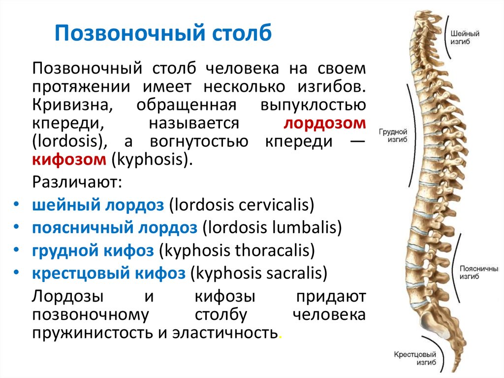 Чем отличаются отделы позвоночника. Скелет анатомия Позвоночный столб. Строение позвоночного столба отделы изгибы. Сегменты th1-th12 позвонка. Строение позвоночника спереди.