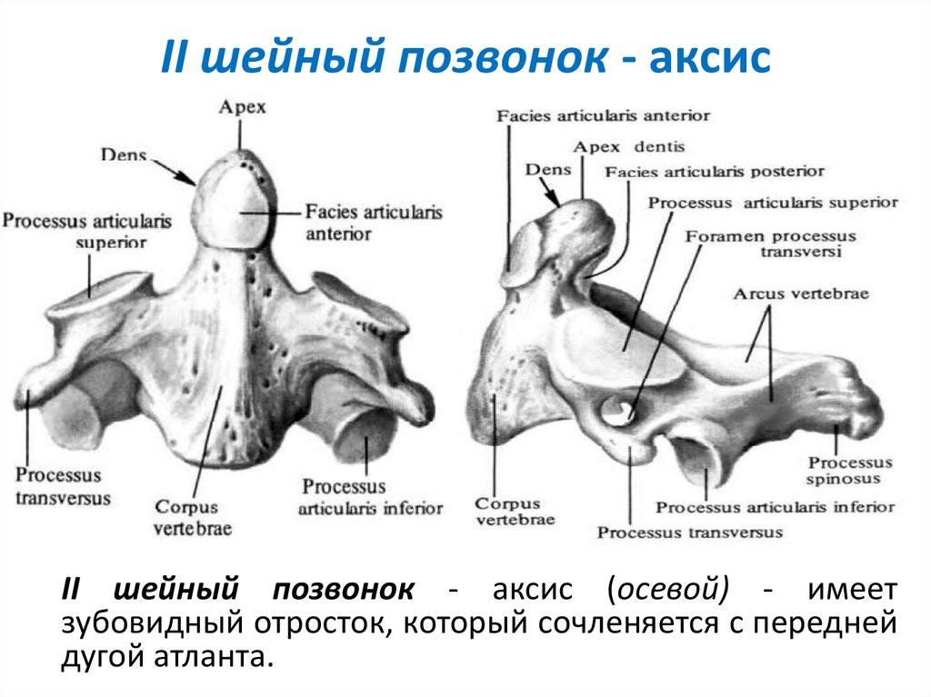 Строение оси. Аксис 2 шейный позвонок. Второй шейный позвонок анатомия. Второй шейный позвонок осевой. Эпистрофей шейный позвонок.