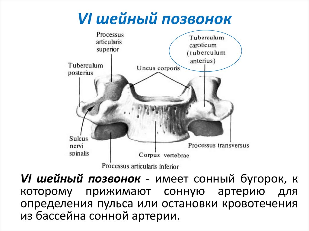 6 шейный позвонок. Шестой шейный позвонок вид спереди. 6 Шейный позвонок вид сбоку. Седьмой шейный позвонок вид сбоку. Анатомия с7 позвонка.