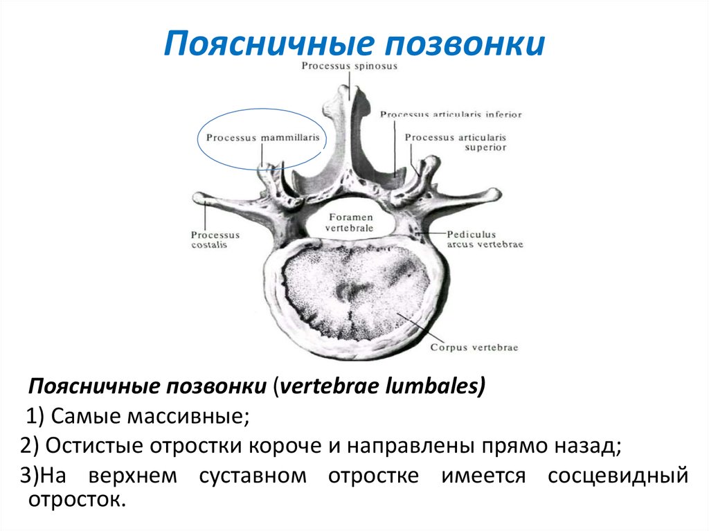 Поясничный позвонок на латыни